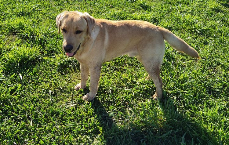 Bochelia Labradors (ANKC Registered Dogs NSW # 2100087443)