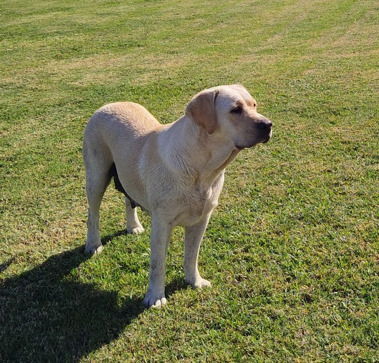 Bochelia Labradors (ANKC Registered Dogs NSW # 2100087443)