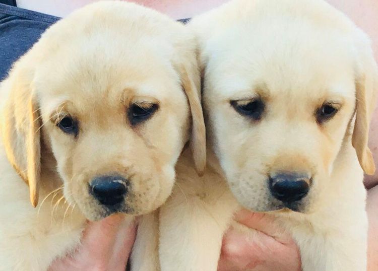 Bochelia Labradors (ANKC Registered Dogs NSW # 2100087443)