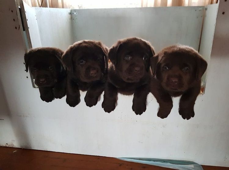 Bochelia Labradors (ANKC Registered Dogs NSW # 2100087443)