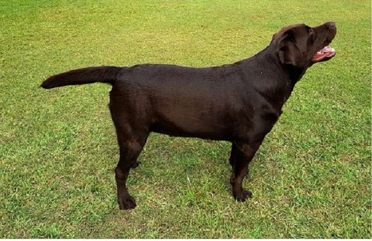 Bochelia Labradors (ANKC Registered Dogs NSW # 2100087443)