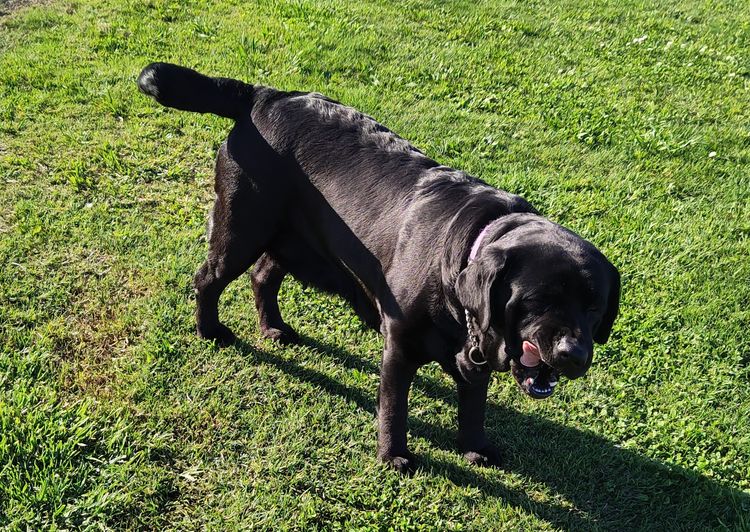 Bochelia Labradors (ANKC Registered Dogs NSW # 2100087443)
