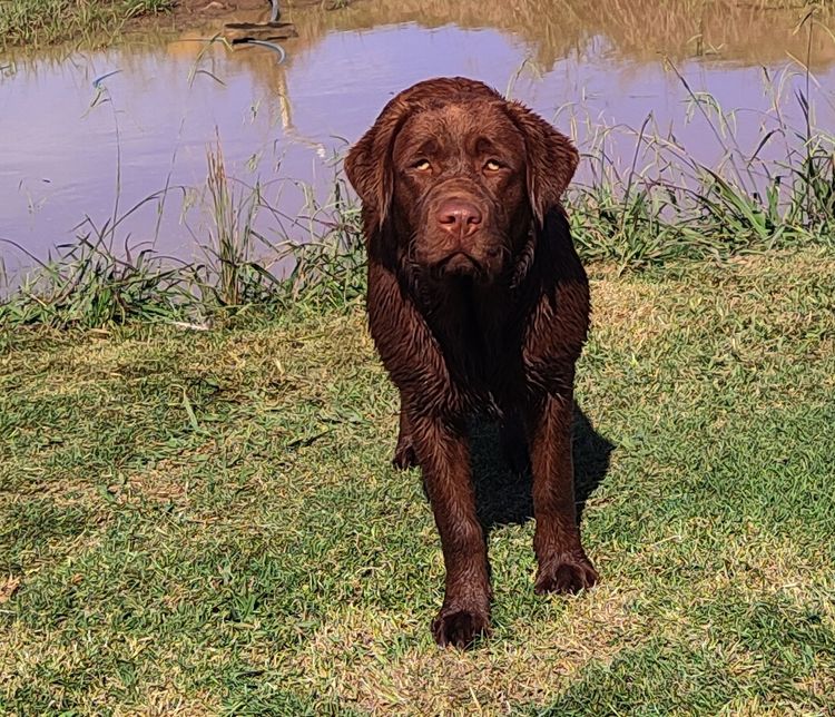 Bochelia Labradors (ANKC Registered Dogs NSW # 2100087443)