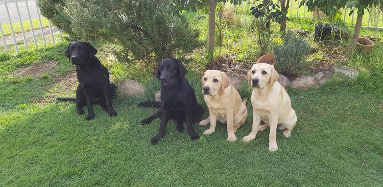 Bochelia Labradors (ANKC Registered Dogs NSW # 2100087443)