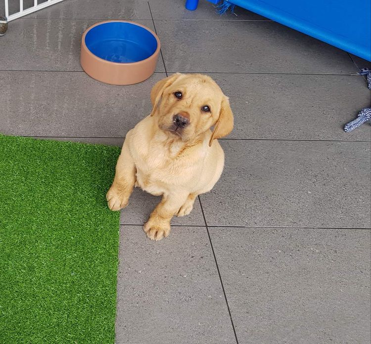 Bochelia Labradors (ANKC Registered Dogs NSW # 2100087443)