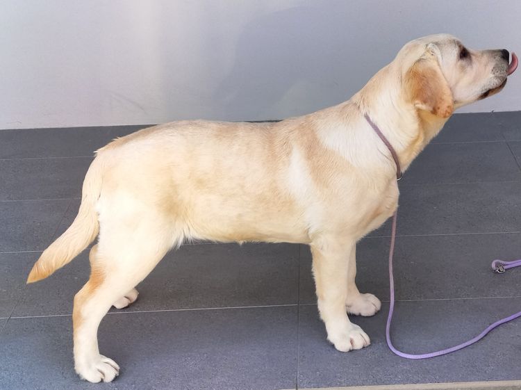 Bochelia Labradors (ANKC Registered Dogs NSW # 2100087443)