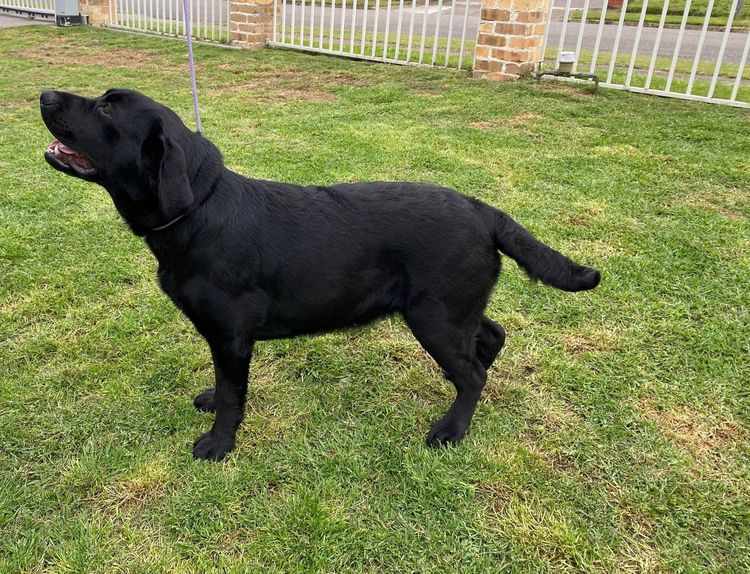 Bochelia Labradors (ANKC Registered Dogs NSW # 2100087443)