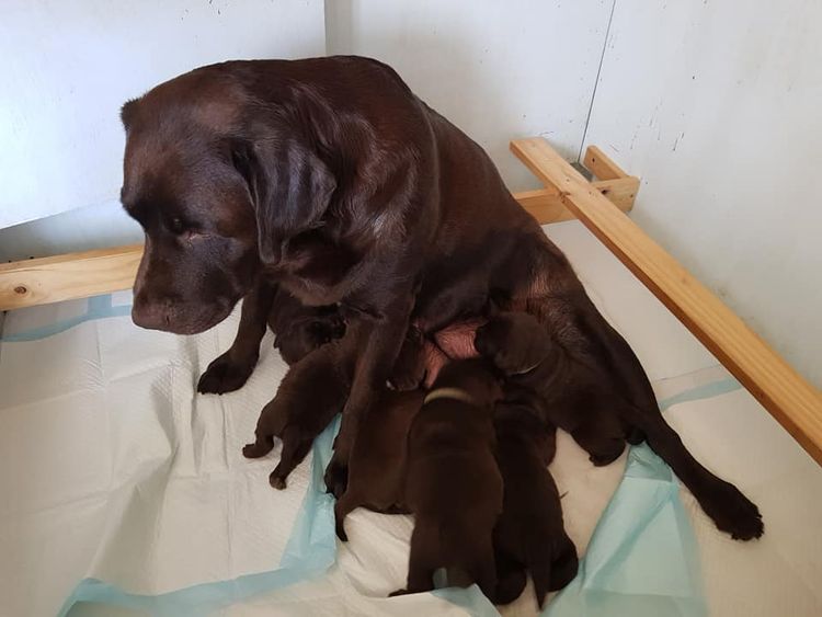 Bochelia Labradors (ANKC Registered Dogs NSW # 2100087443)