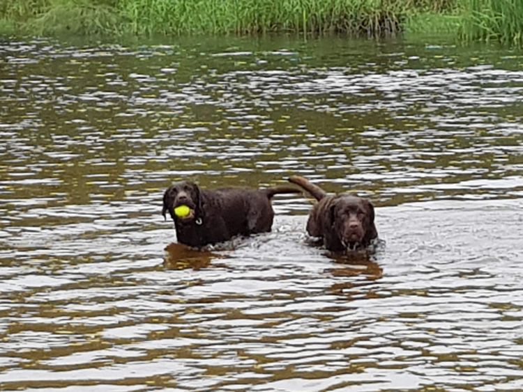 Bochelia Labradors (ANKC Registered Dogs NSW # 2100087443)