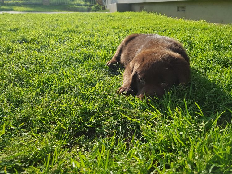 Bochelia Labradors (ANKC Registered Dogs NSW # 2100087443)