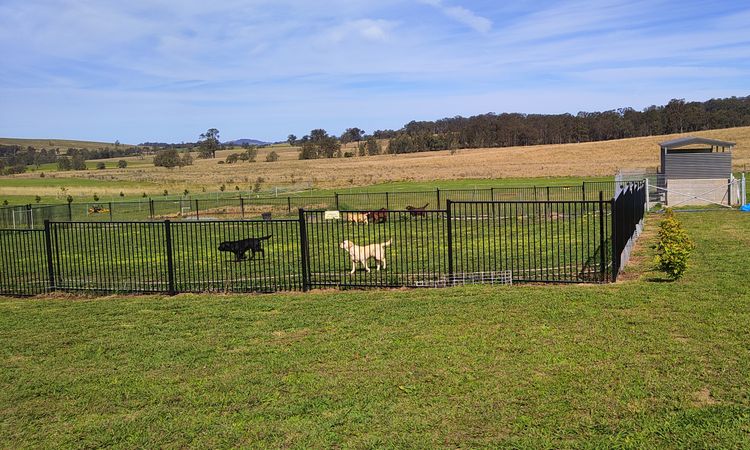 Bochelia Labradors (ANKC Registered Dogs NSW # 2100087443)