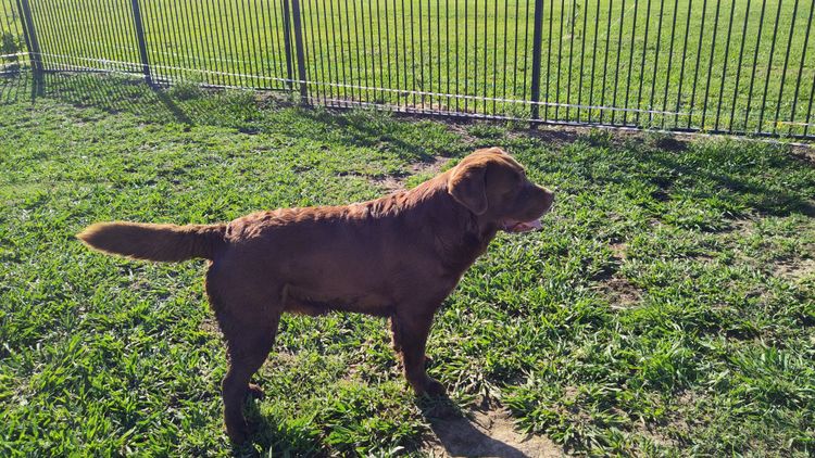 Bochelia Labradors (ANKC Registered Dogs NSW # 2100087443)