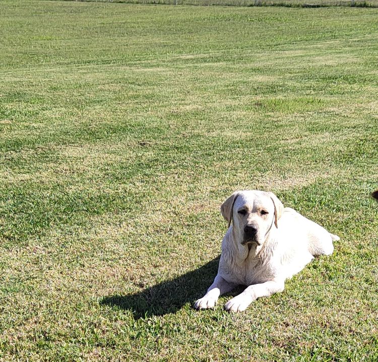 Bochelia Labradors (ANKC Registered Dogs NSW # 2100087443)