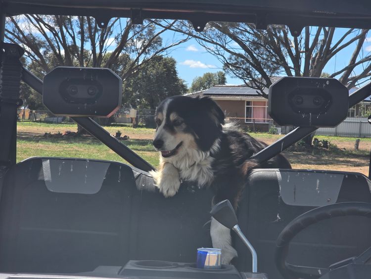 Bellhaven border collies