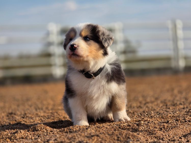 Bellhaven border collies