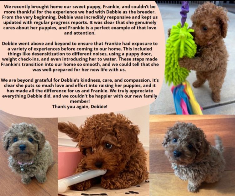 Cavoodle - Licious Cavoodles