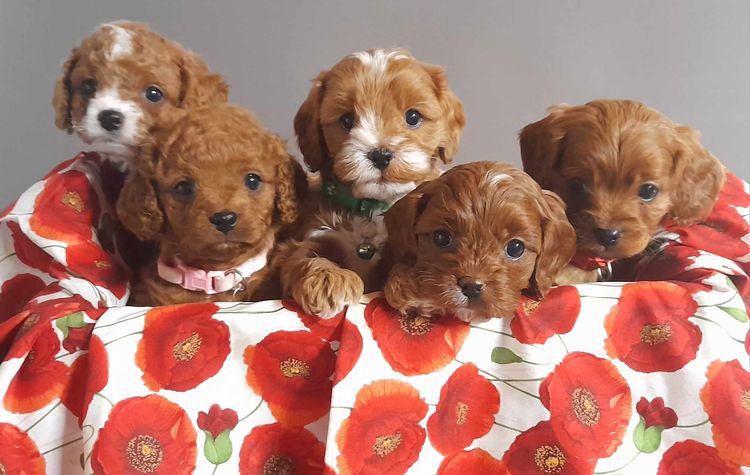 Cavoodle - Licious Cavoodles