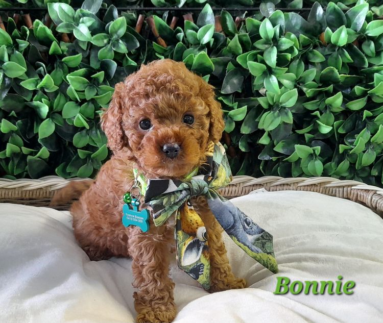 Cavoodle - Licious Cavoodles
