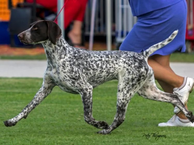 Sevoier Kennels German Shorthaired Pointers
