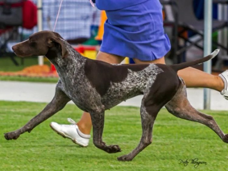 Sevoier Kennels German Shorthaired Pointers