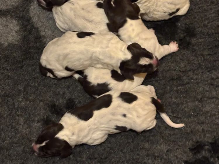 Sevoier Kennels German Shorthaired Pointers