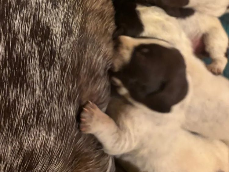 Sevoier Kennels German Shorthaired Pointers