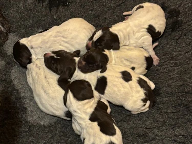 Sevoier Kennels German Shorthaired Pointers
