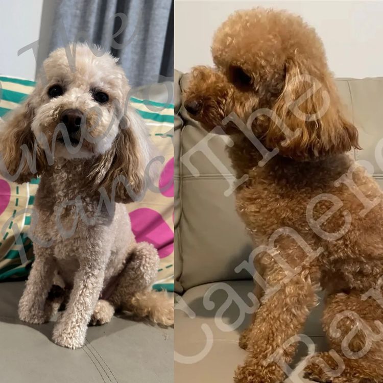 The Cameron Ranch Pedigree Toy Poodles (MDBA registered)