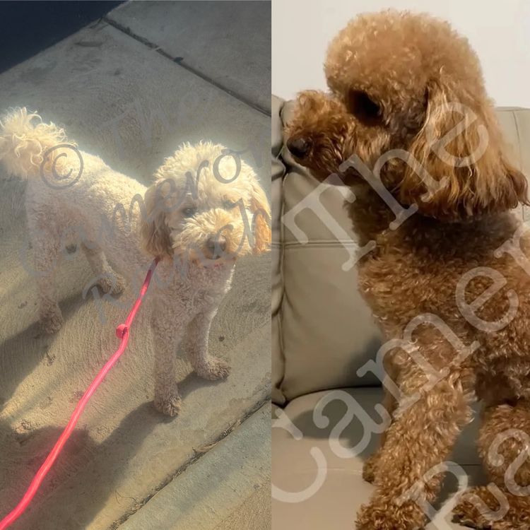 The Cameron Ranch Pedigree Toy Poodles (MDBA registered)