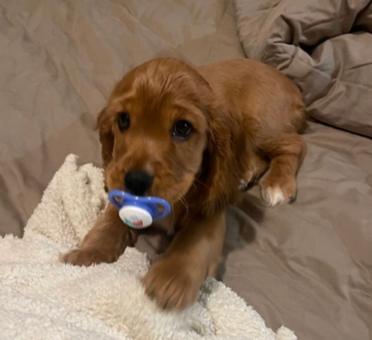 Pepper Tree Cocker Spaniel