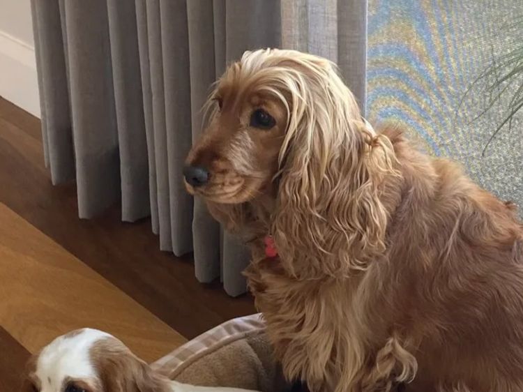 Pepper Tree Cocker Spaniel