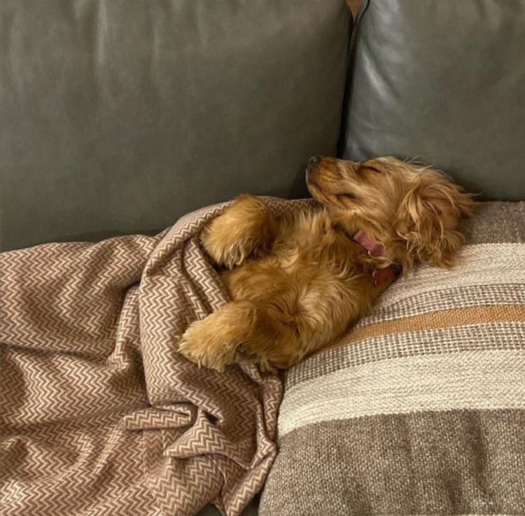 Pepper Tree Cocker Spaniel