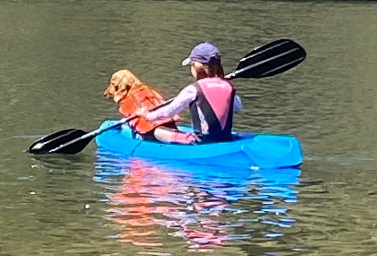 Pepper Tree Cocker Spaniel