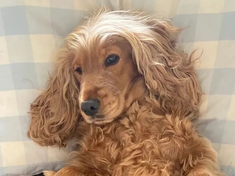 Pepper Tree Cocker Spaniel