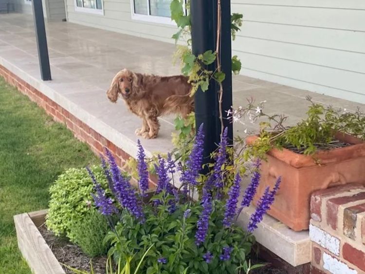 Pepper Tree Cocker Spaniel