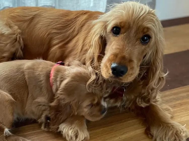 Pepper Tree Cocker Spaniel