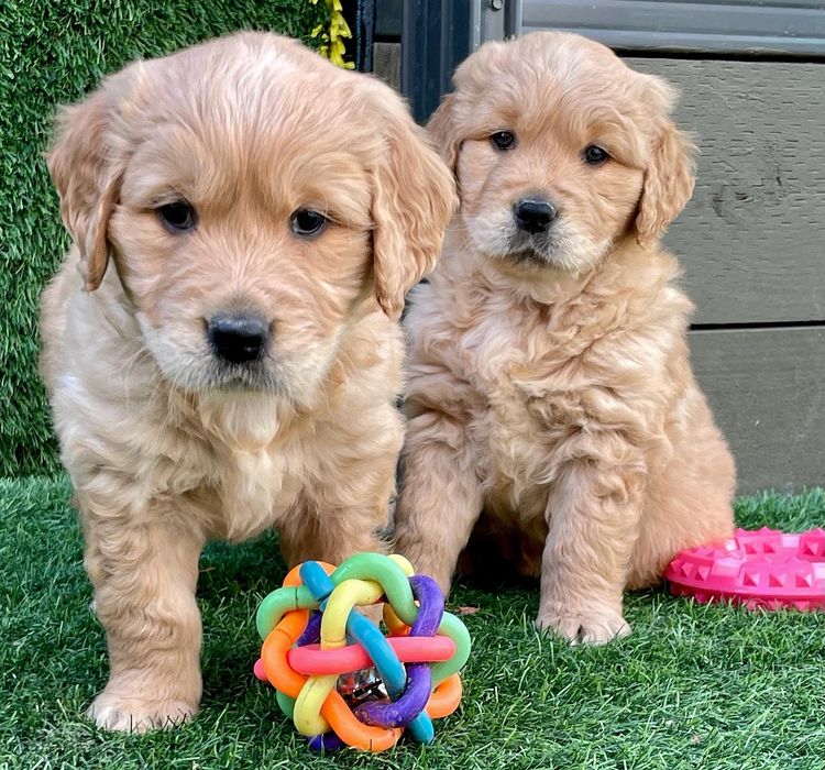 Home of Goldens - Golden Retrievers