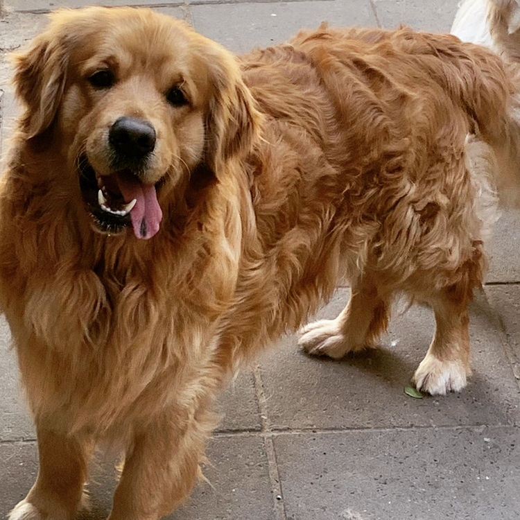 Home of Goldens - Golden Retrievers