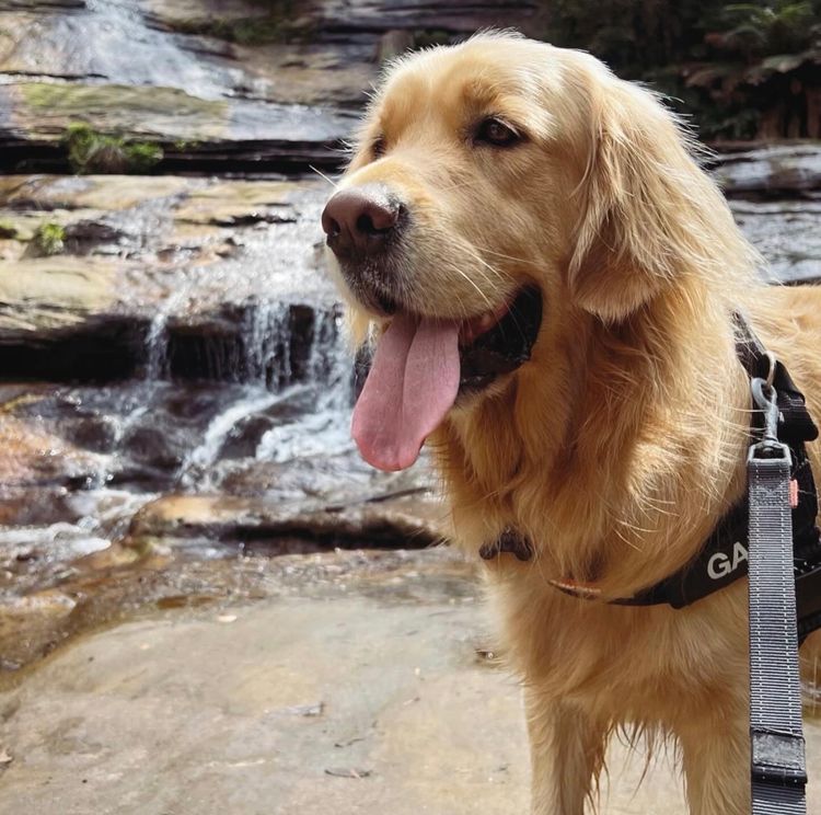 Home of Goldens - Golden Retrievers