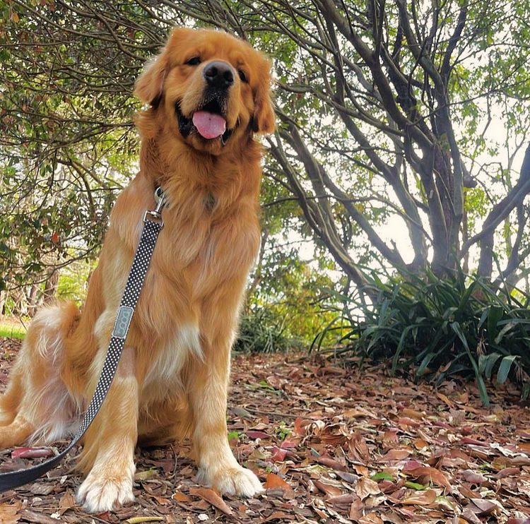 Home of Goldens - Golden Retrievers
