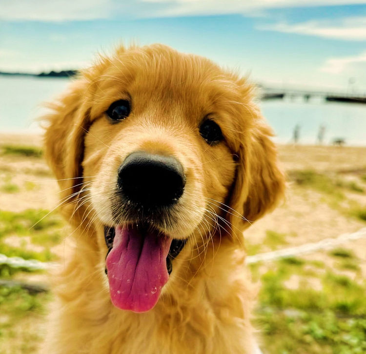 Home of Goldens - Golden Retrievers