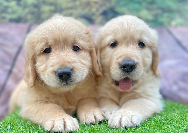 Home of Goldens - Golden Retrievers