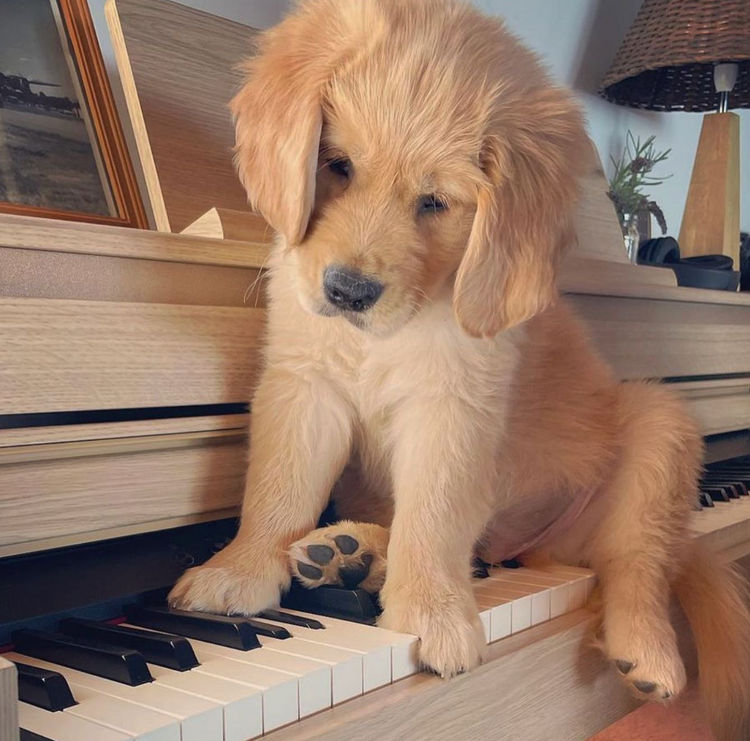 Home of Goldens - Golden Retrievers