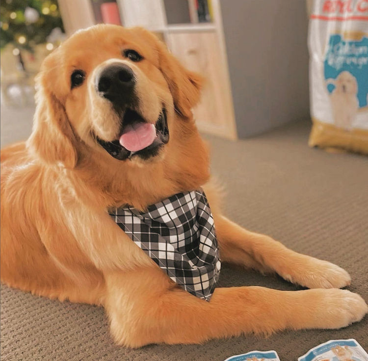 Home of Goldens - Golden Retrievers