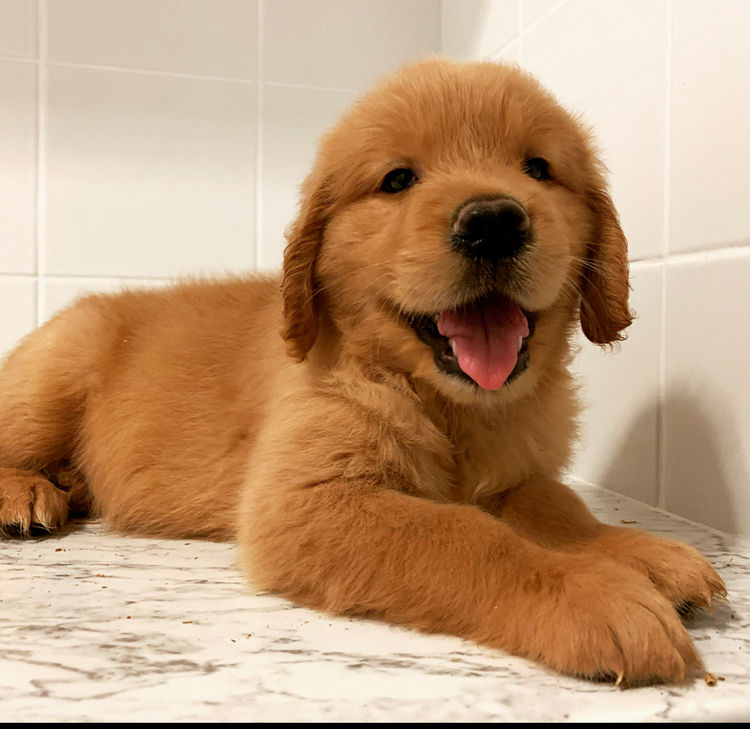 Home of Goldens - Golden Retrievers