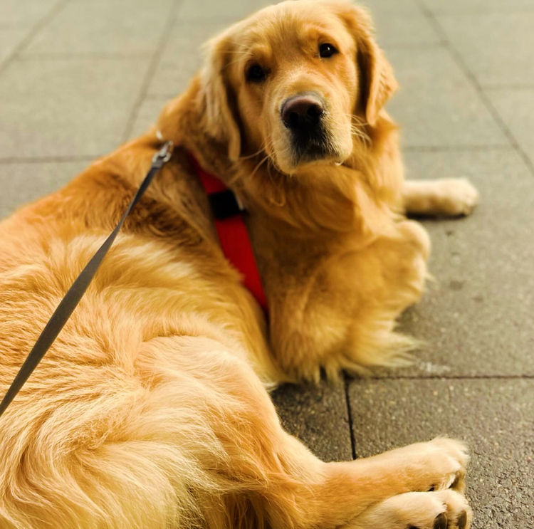 Home of Goldens - Golden Retrievers