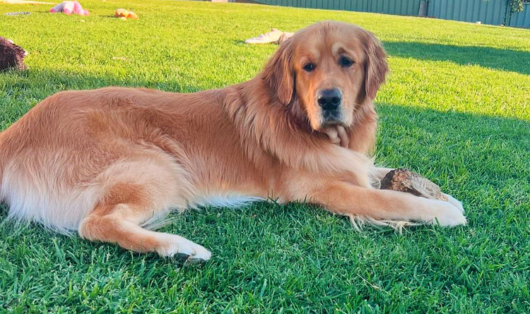 Home of Goldens - Golden Retrievers