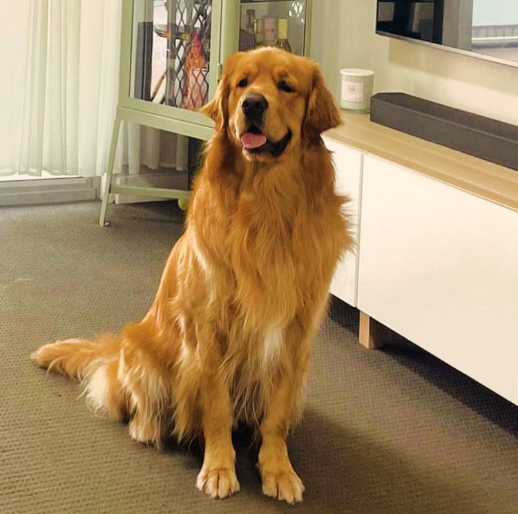 Home of Goldens - Golden Retrievers