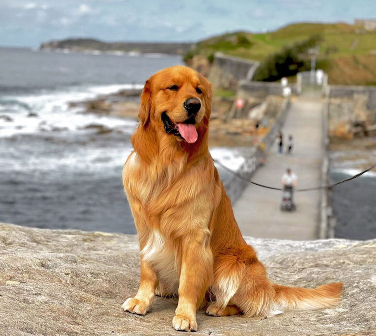 Home of Goldens - Golden Retrievers