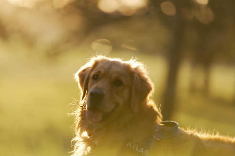 Home of Goldens - Golden Retrievers